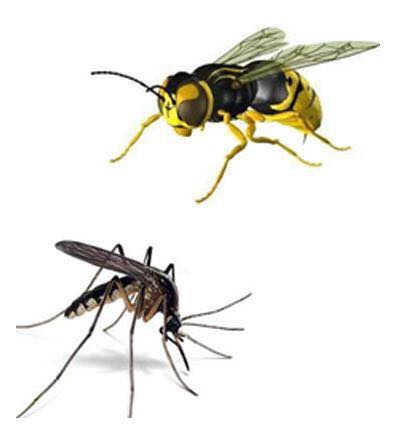 Insectes