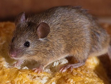 rat