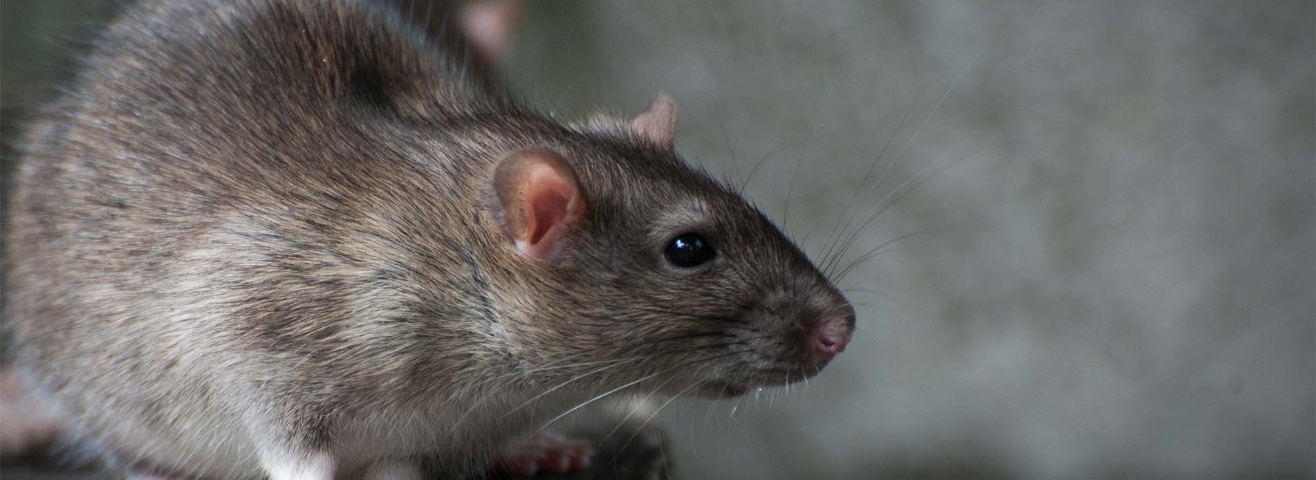 rat nuisible