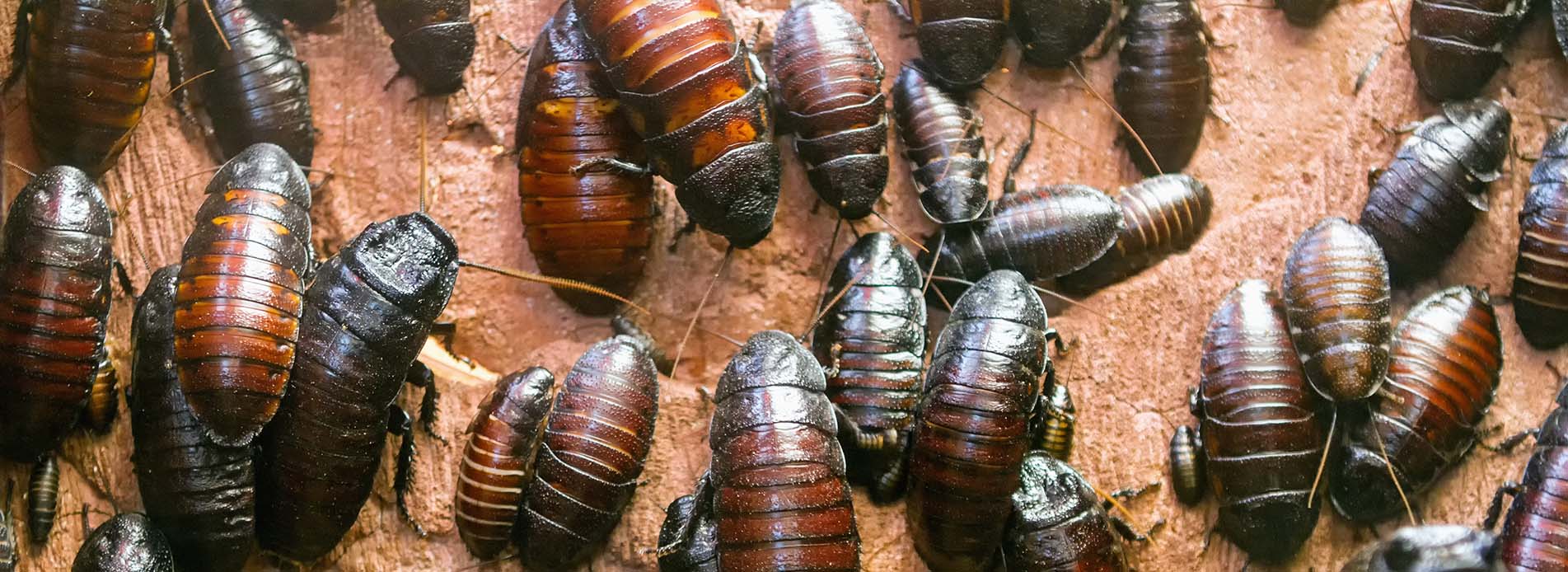 insectes nuisibles